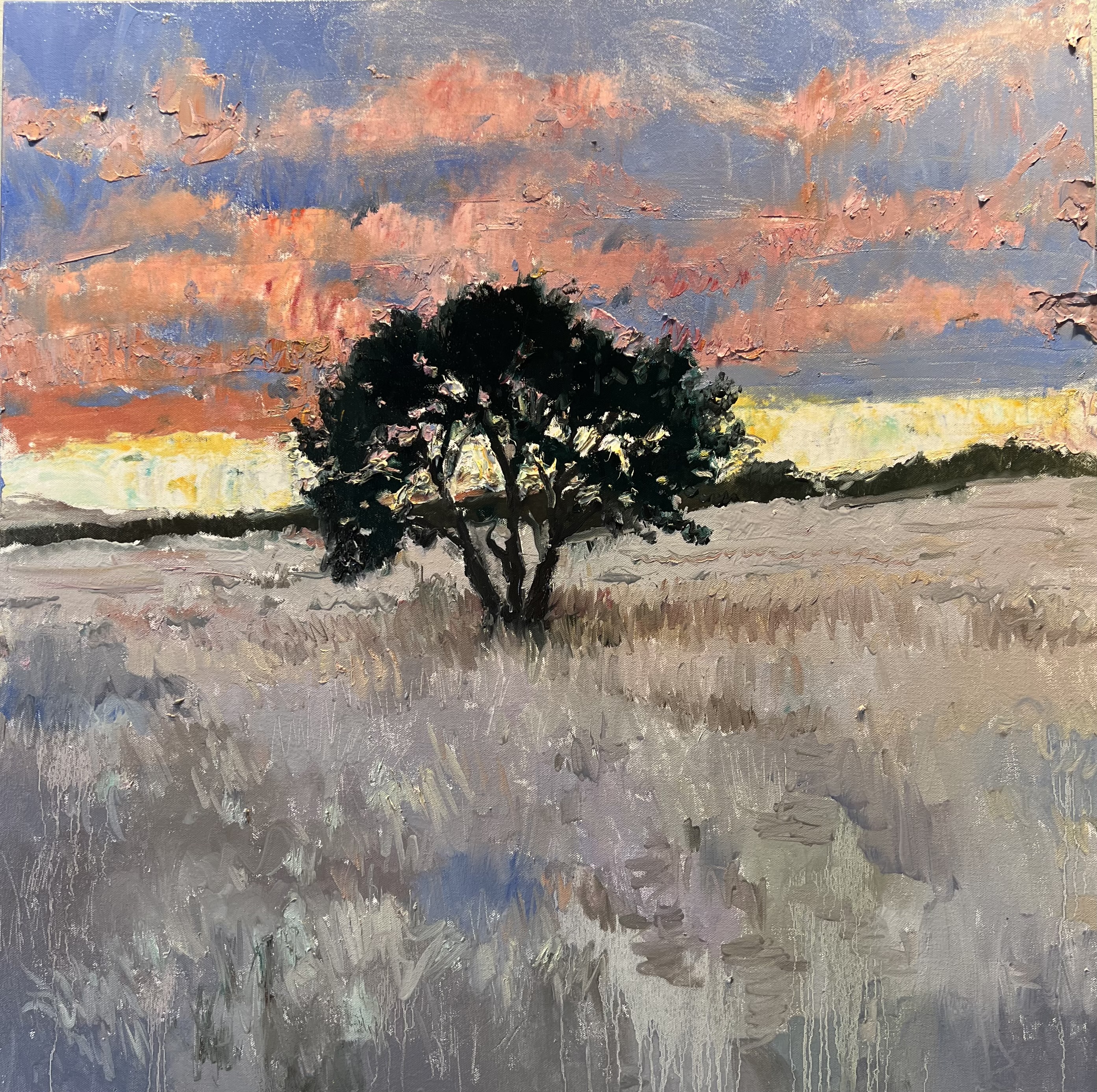 Oak in Field at Sunset